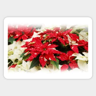 Festive Red & Cream Shimmer Surprise & Yellow Snow Poinsettias Sticker